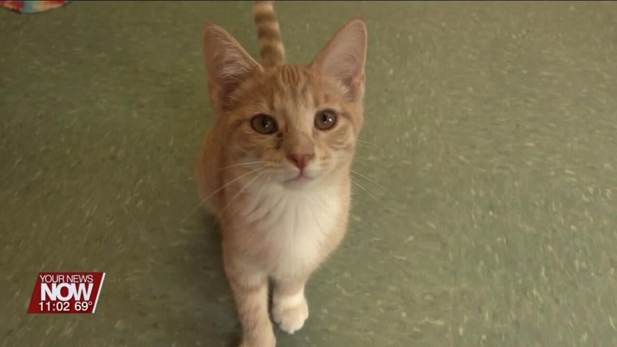Ohio SPCA & Humane Society will have lower cat adoption fees for June