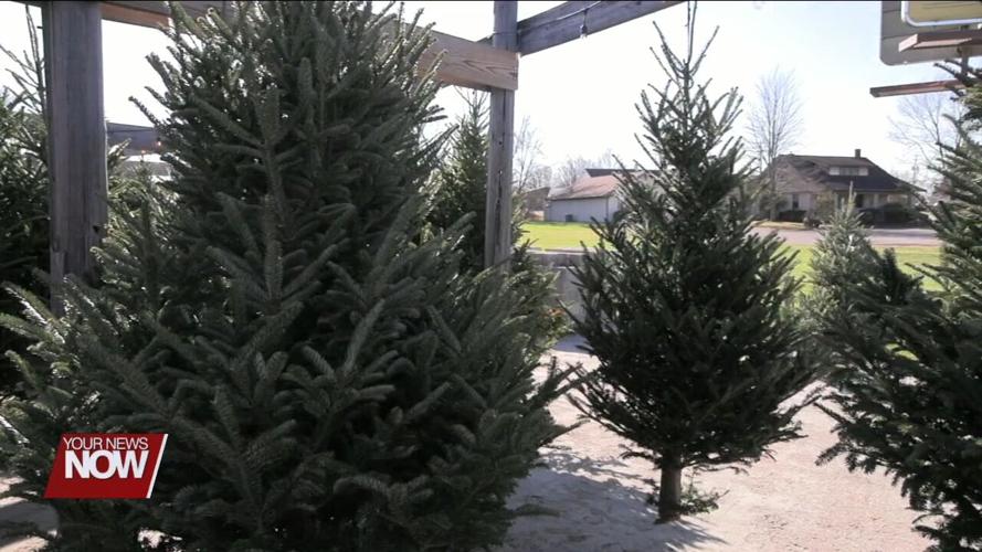 Shopping for a Christmas tree an activity for many on Black Friday