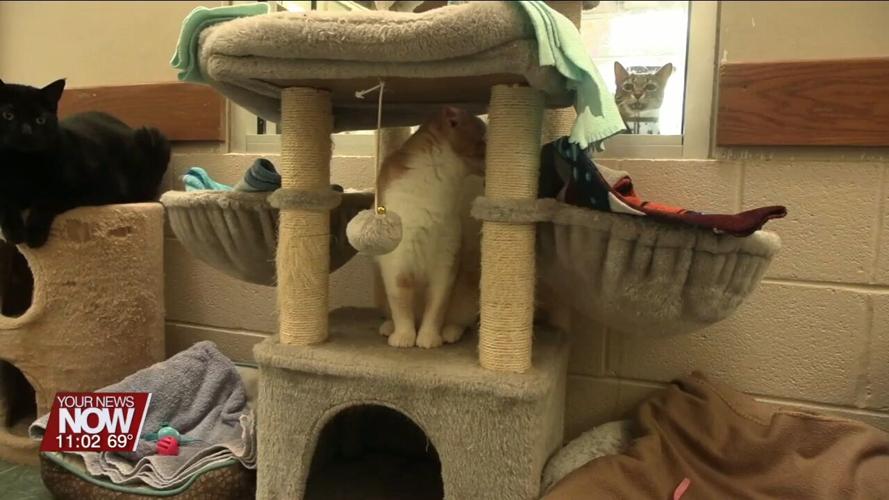 Ohio SPCA & Humane Society will have lower cat adoption fees for June