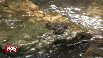 Hancock Park District offers unique stream exploration experience