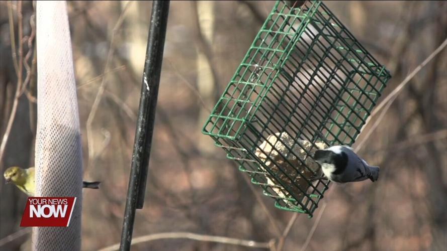 People join the Great Backyard Bird Count