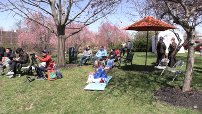 Cherry Blossom Festival returns with culture, music and community spirit