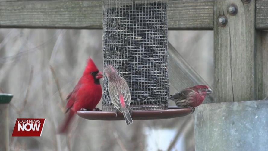 People join the Great Backyard Bird Count