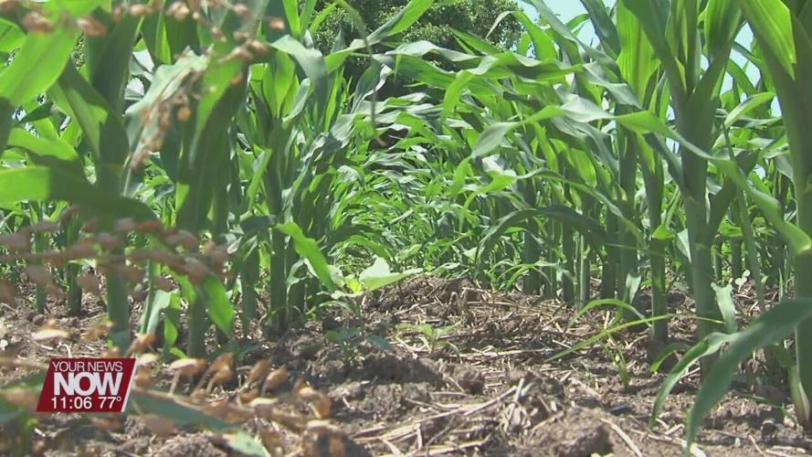 Some concerns of drought in our area this summer