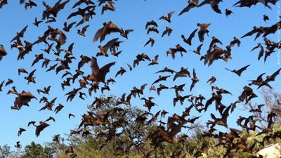 Bats generic