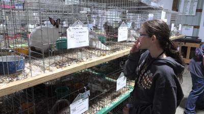 Allen County Fair rabbit exhibitors prepare for judging
