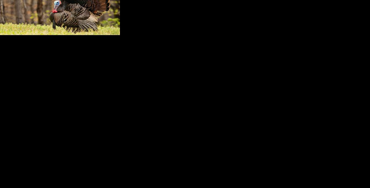 Wild Turkey Generic