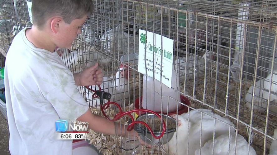 Participants get ready for the Junior Fair Poultry Showmanship and Breeding Show 3.jpg