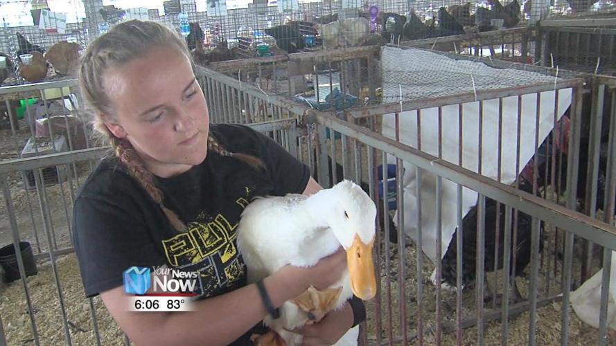 Participants get ready for the Junior Fair Poultry Showmanship and Breeding Show 2.jpg