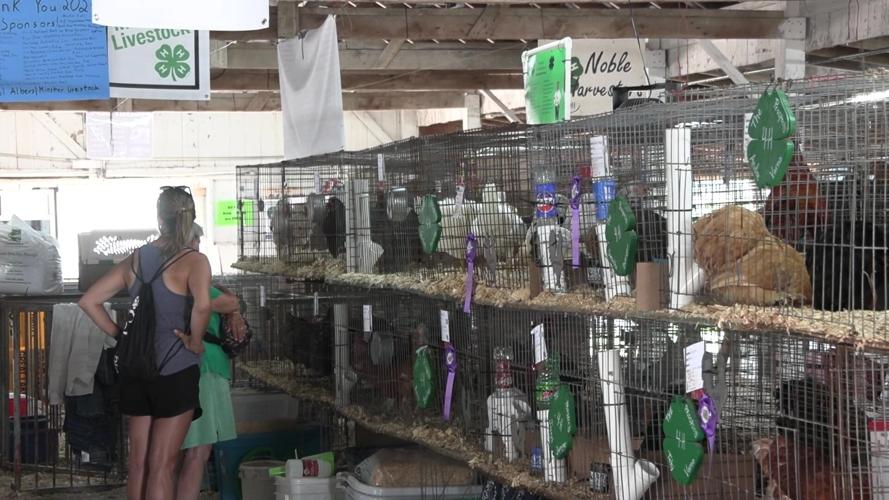 4-H members get ready for Auglaize County Fair