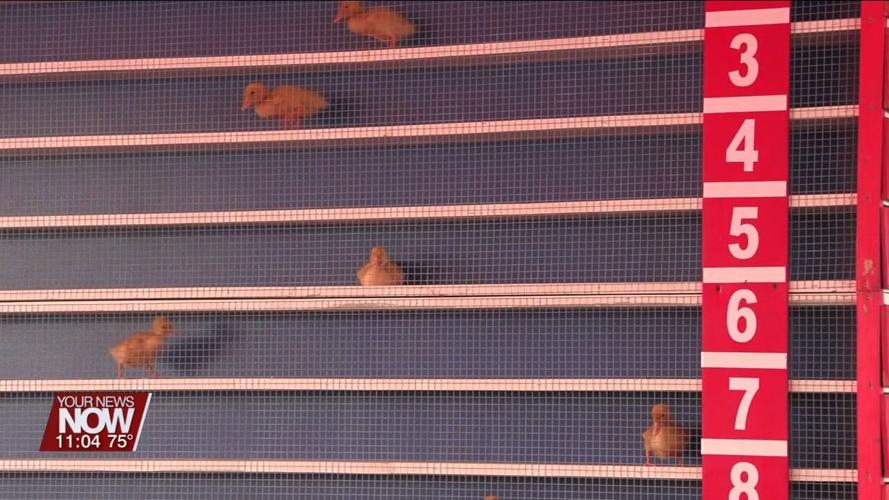 Ducklings Compete in the Popular Delphos Kiwanis Festival Duck Races