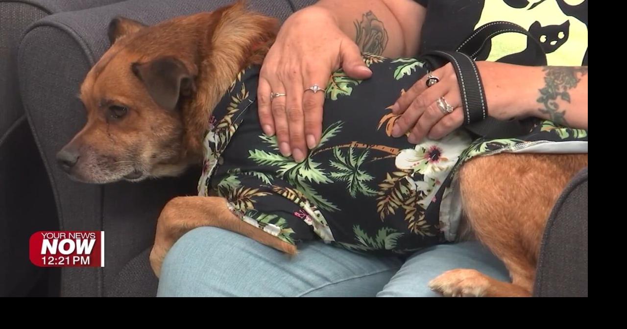 All Starr Pets tell us more about pets available for adoption