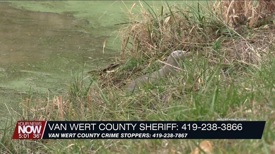 Vandals release thousands of mink from farm in Van Wert County