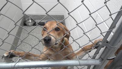 Van Wert coffee business donates $3,000 to local humane society