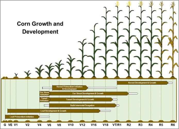 Corn Development Chart.jpg
