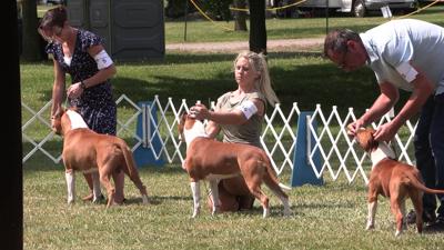 Hundreds of dogs compete at Western Ohio Summer Cluster show