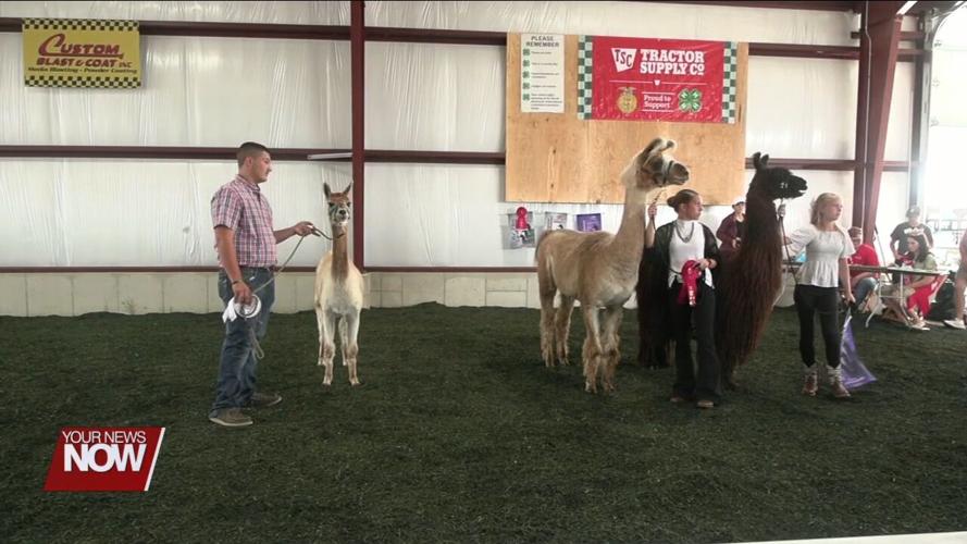 4-H members talk about the rare llamas and alpaca project