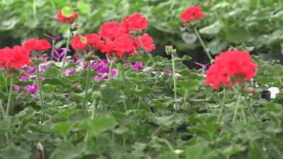 Lima Senior Agriculture students grow funds through annual plant sale