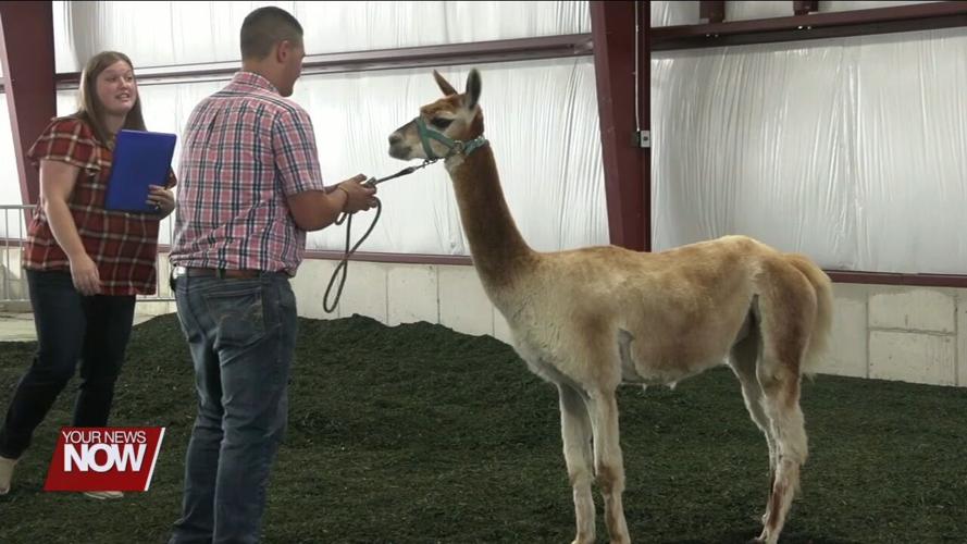 4-H members talk about the rare llamas and alpaca project