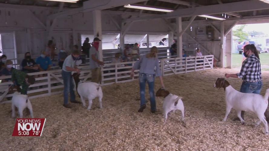 4-H Spotlight: Rabbit and Goat competitors find new environment, but same routines