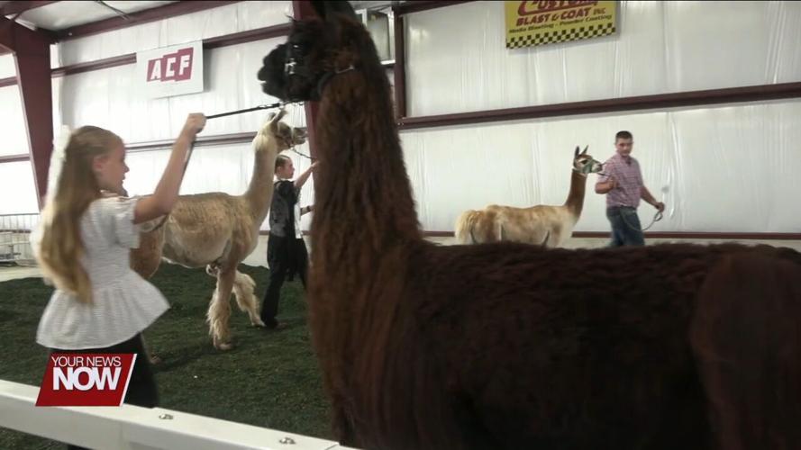 4-H members talk about the rare llamas and alpaca project