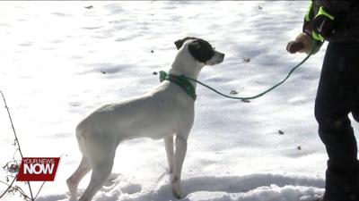 Allen County Dog Warden gives tips to keep your dog warm in the winter