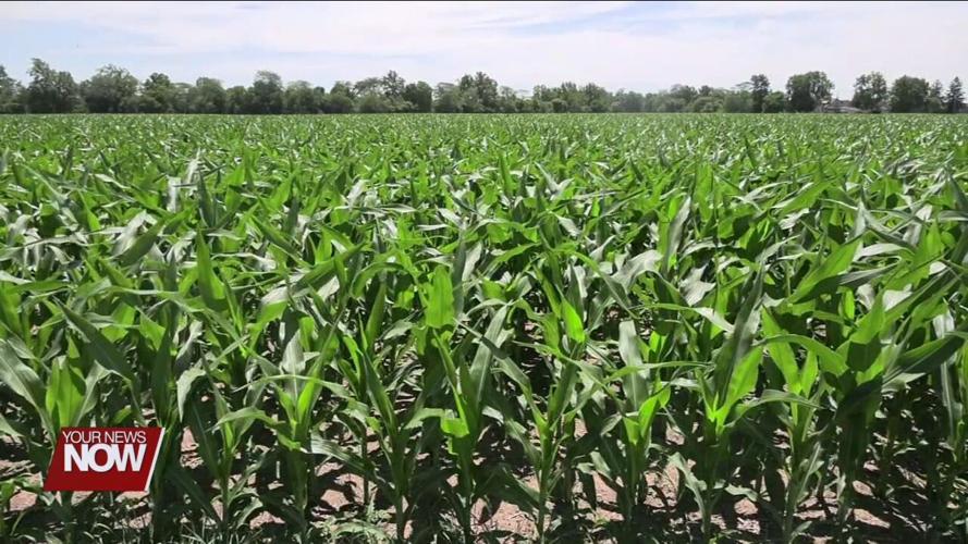 Area soybean and corn looking good so far thanks to rain and high temperatures