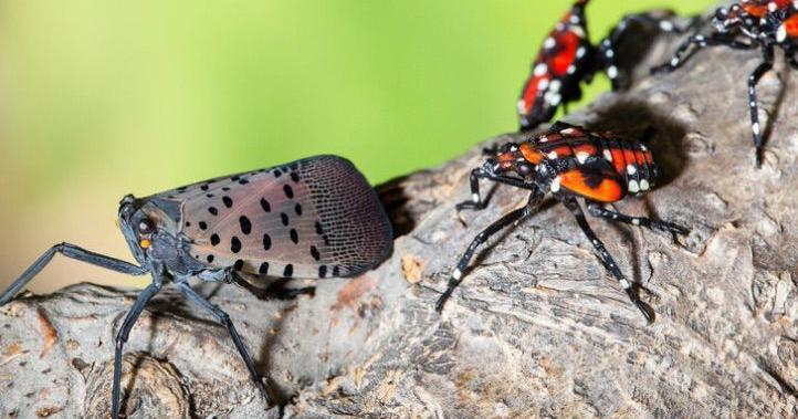 Invasive fly spreads near High Point | News | hpenews.com