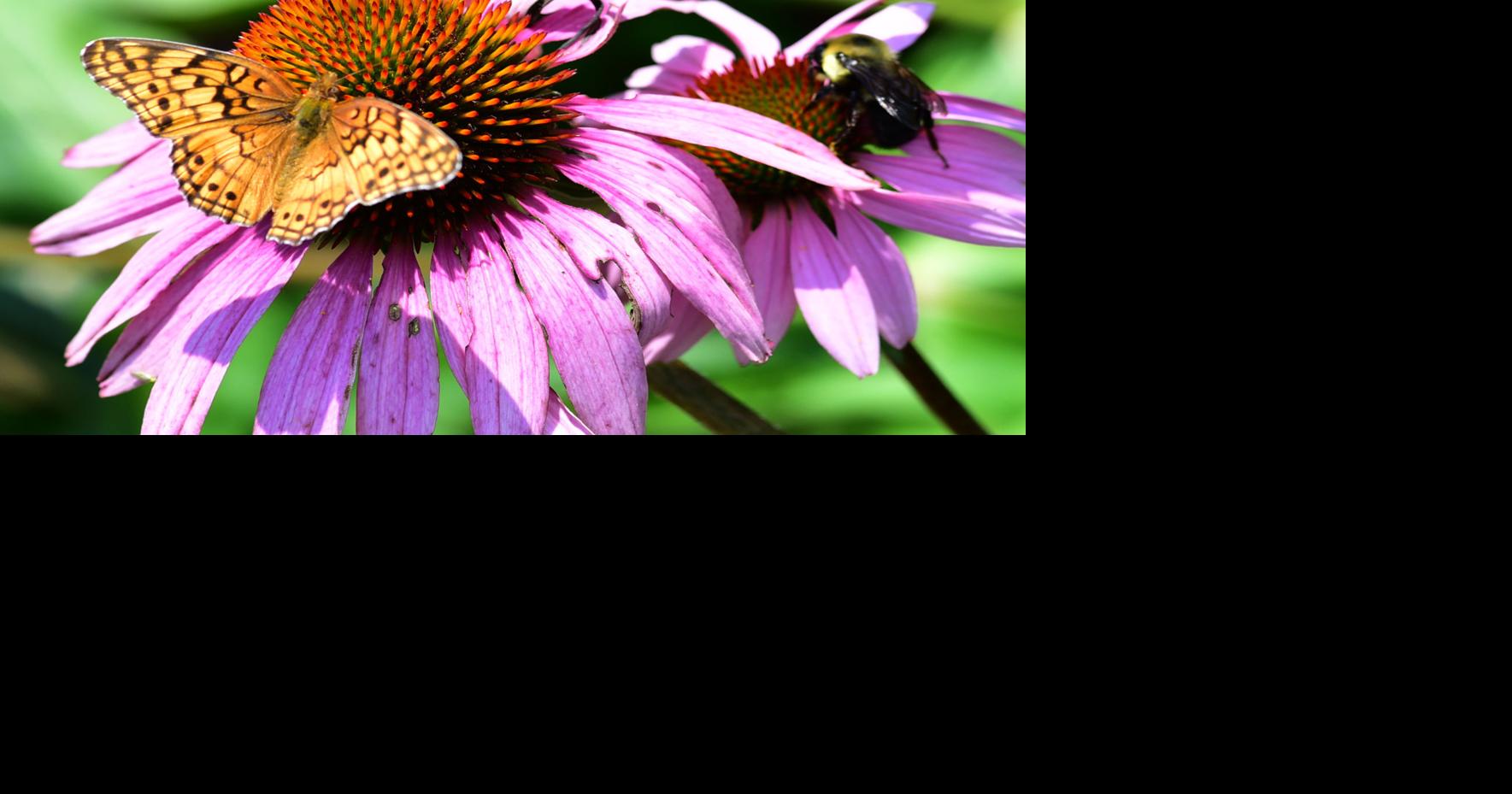 Citizens to help scientists study pollinators | Archives | hpenews.com