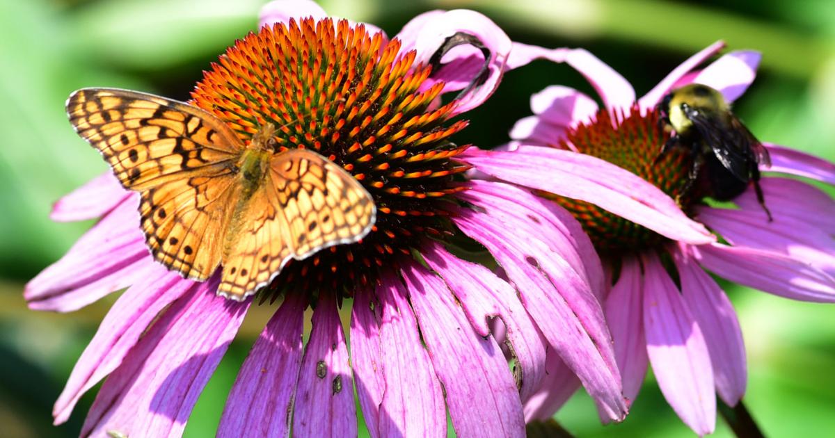Pollinators Vip Citizens to help scientists study pollinators | Archives | hpenews.com