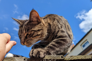 Three Arrested in Connection With Severed Cat Tail Discovery