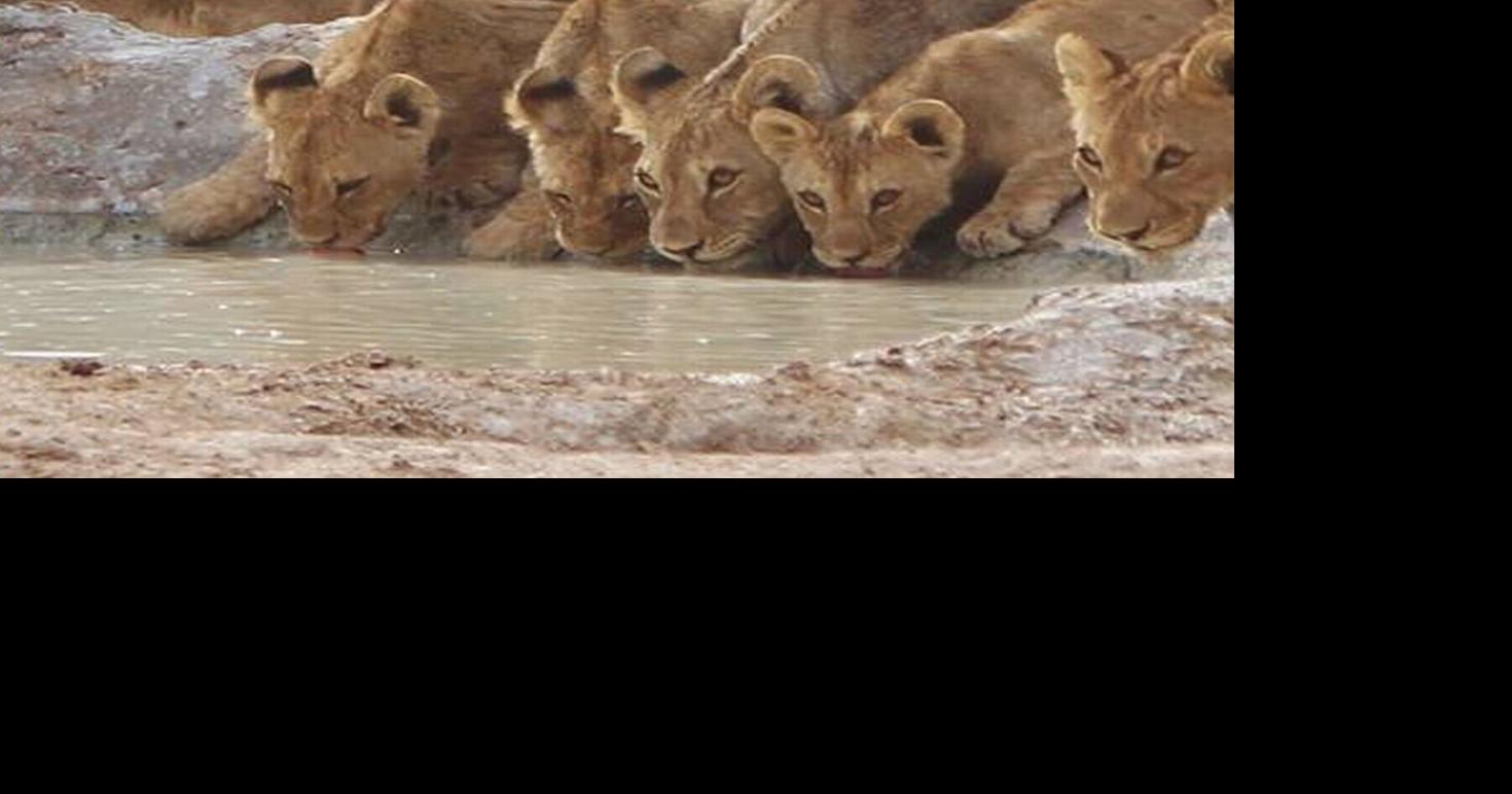 New research reveals how lions and hyenas interact in the wild