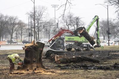 Photo: Trees removed in Jackson Park ahead of roadway reconstruction