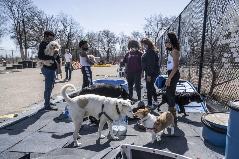 City plans new dog area in Jackson Park Evening Digest