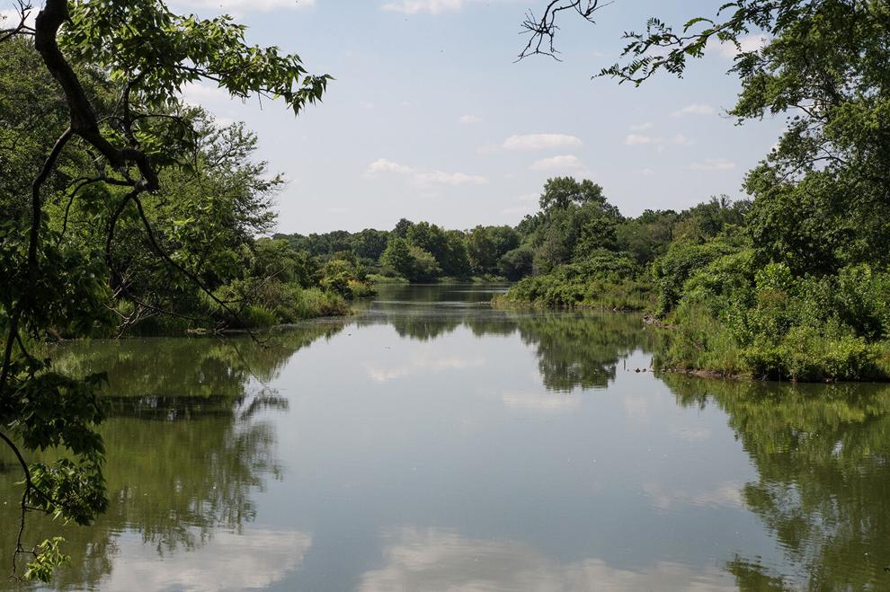 Retired U. of C. professor launches online guide for Jackson Park's wildflowers