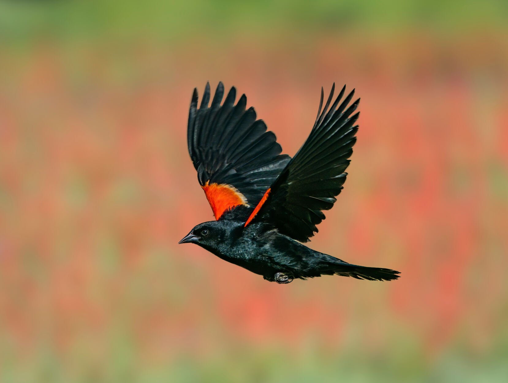 Seasonal blackbird attacks perplex pedestrians along lakefront