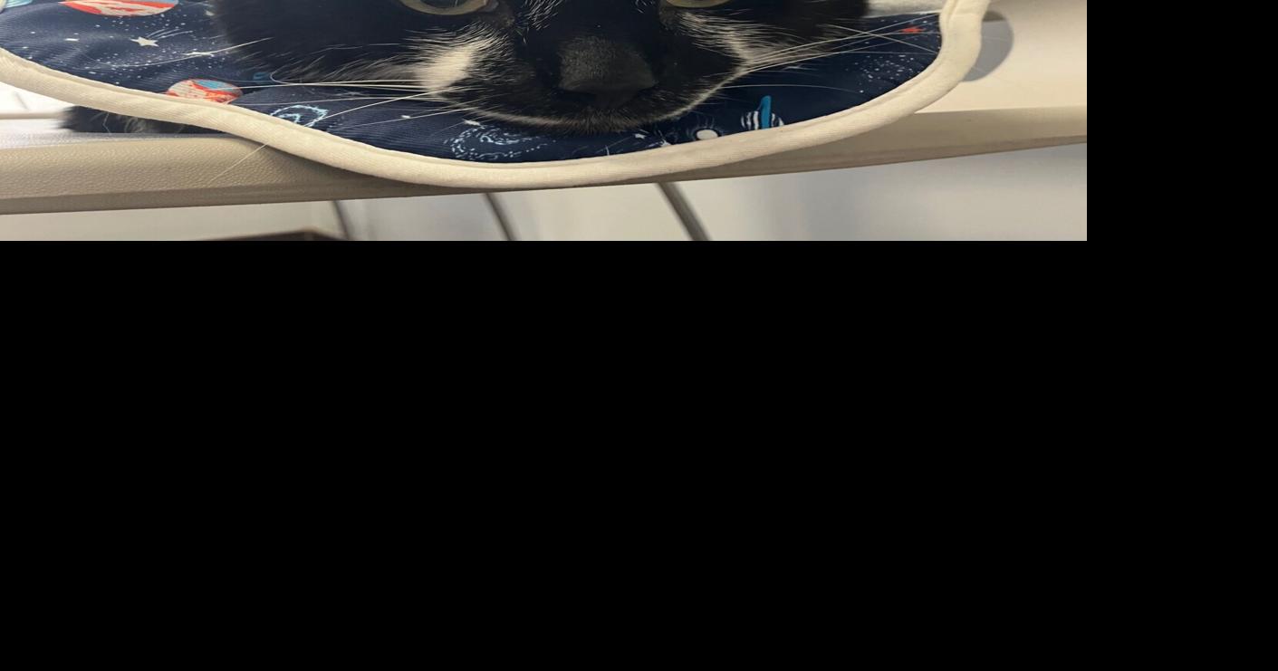 As Chicago animal shelters overflow, Hyde Park Cats offers life-saving ...