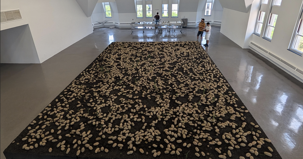 Potato activated time: ‘Germinations’ at the Renaissance Society