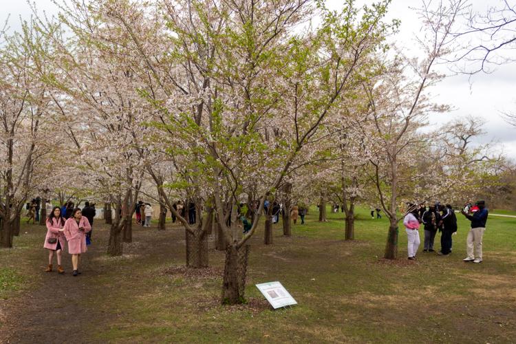 A celebration of Jackson Park's cherry trees in blossom
