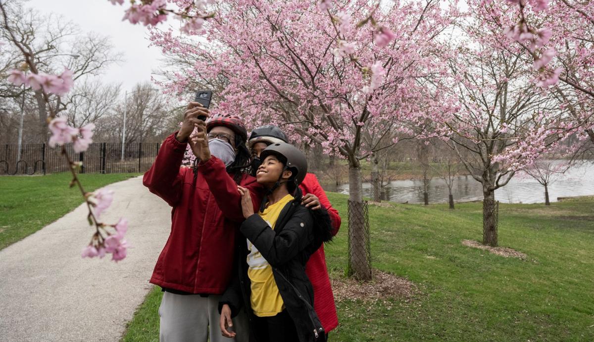Beneath The Blossoms Blossom Trees Beautiful Tree Beautiful Flowers
