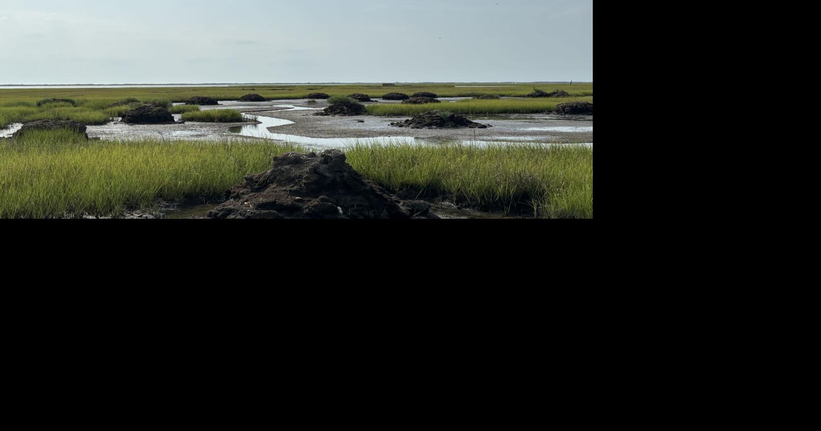 Environmental experts work to restore salt marsh in Maryland coastal ...