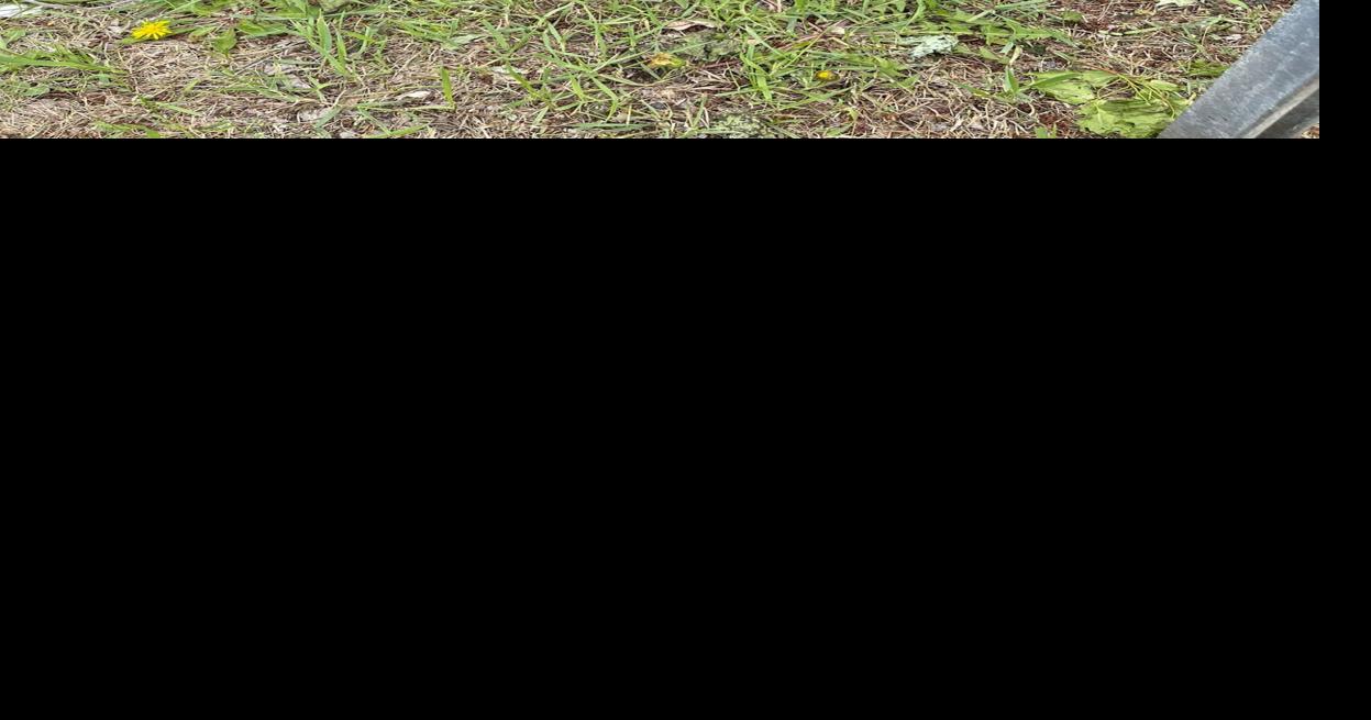 Lucky ducklings rescued from storm drain | Local News ...