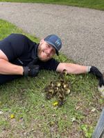 Lucky ducklings rescued from storm drain