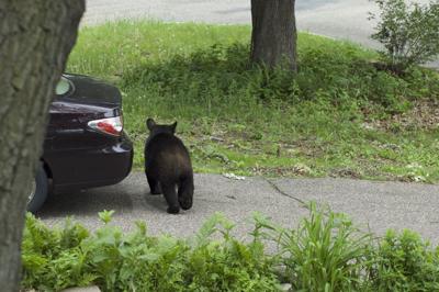Black bear in Hudson