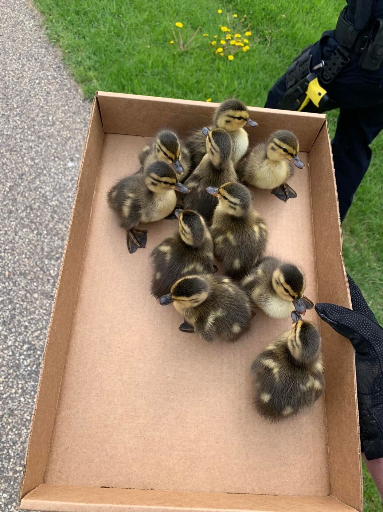 Lucky ducklings rescued from storm drain | Local News ...