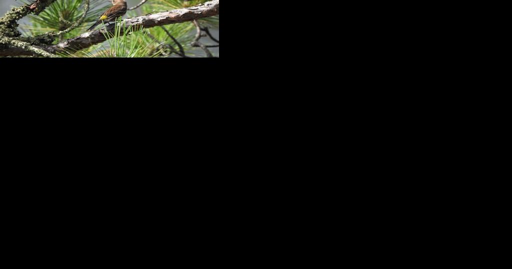Natural connections: Tough little birds - Vimarsana News