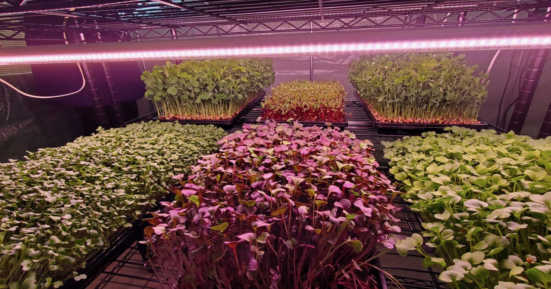 Twin Brooks Produce's Rand Anderson grows microgreens | Local News - Vimarsana News