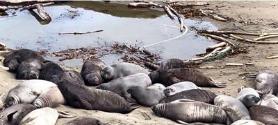 Seals of California