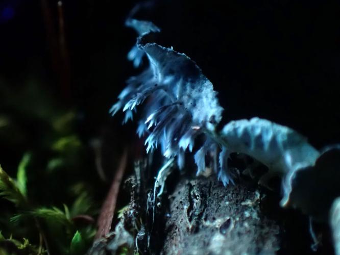 Lichen Rizoides Natural Connections: Lichens are essential forest fertilizers | Columns ...