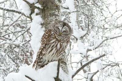 Barred owl